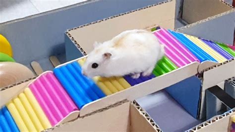 hamster obstacle course